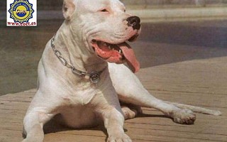 Dogo Argentino 2